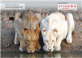 Immagine dell’evento Laparoscopic Roux-en-Y Gastric Bypass (LRYGBP)